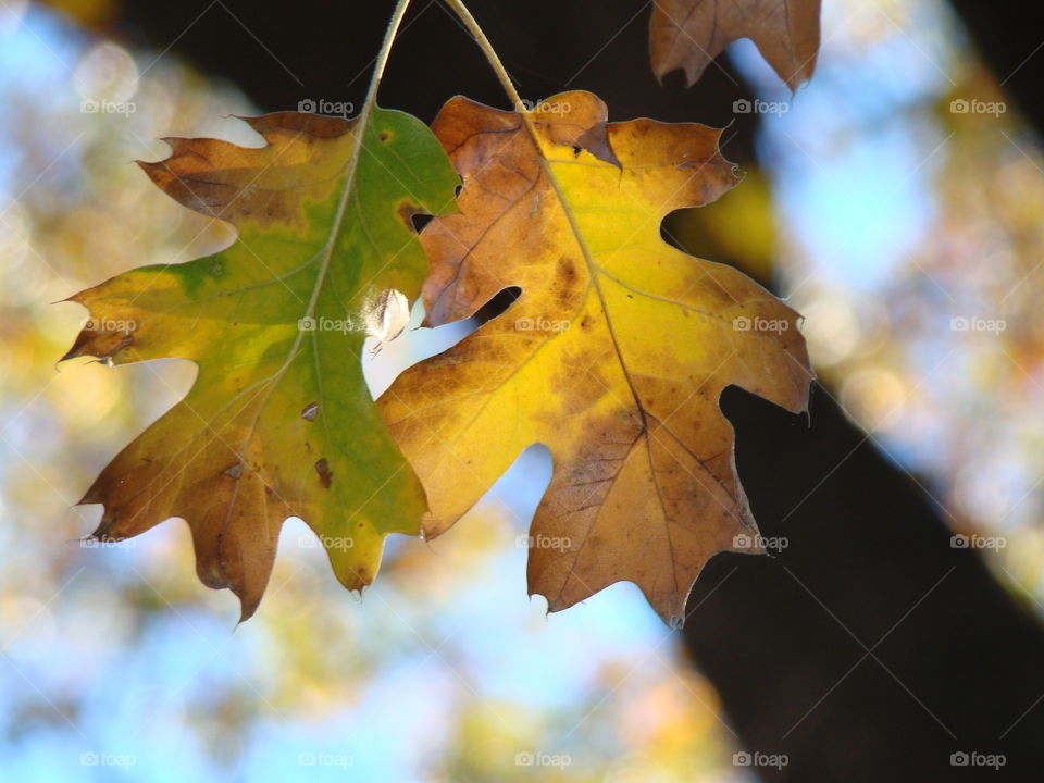 Fall leaves