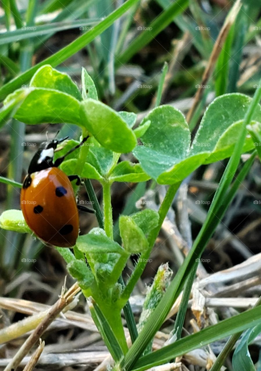 Ladybug