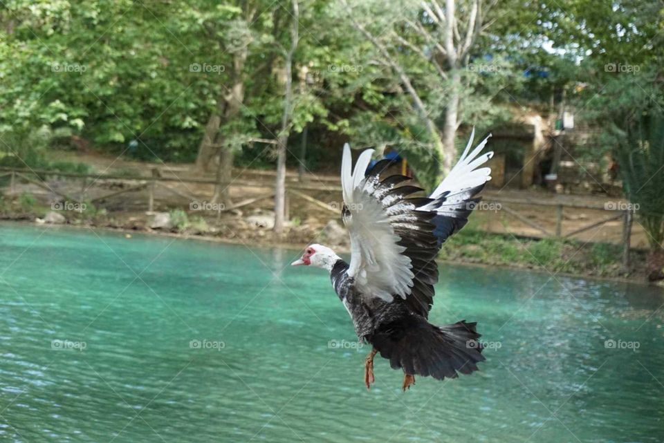 Duck#lake#nature#animal