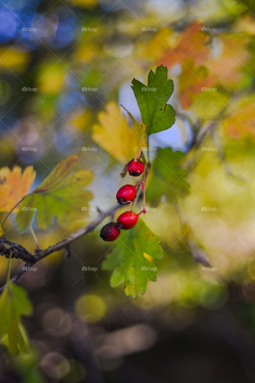 Red berries