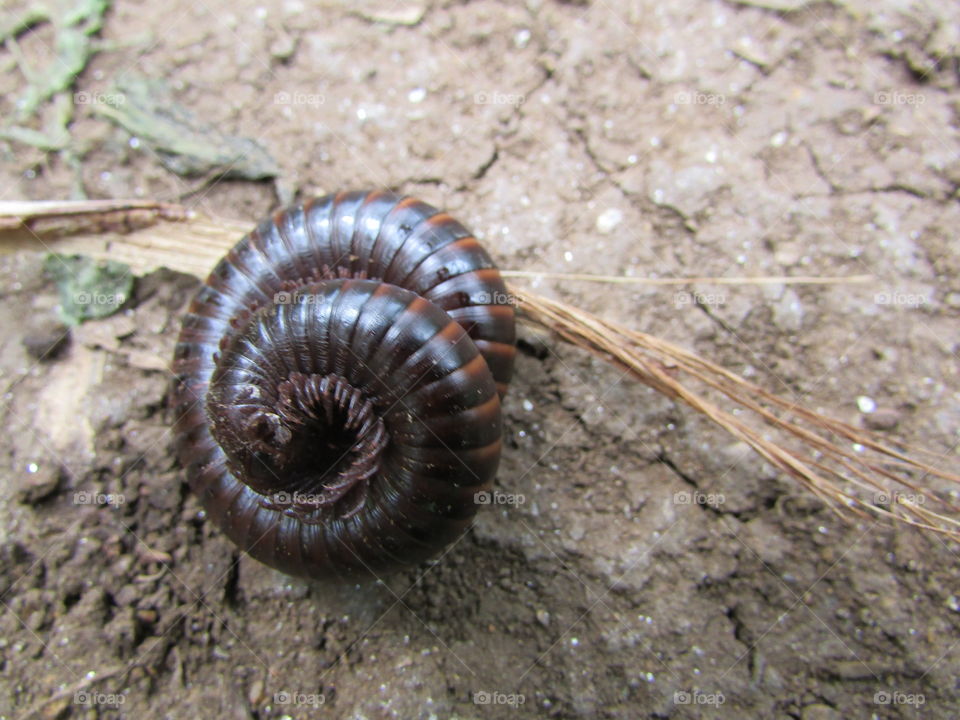 millipede