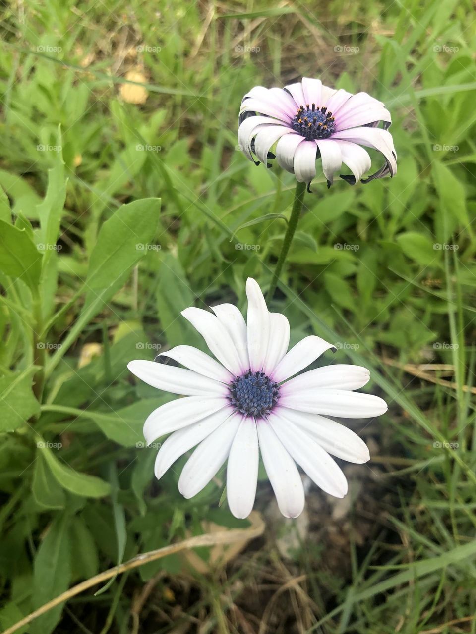 Flowers blooming on the lawn