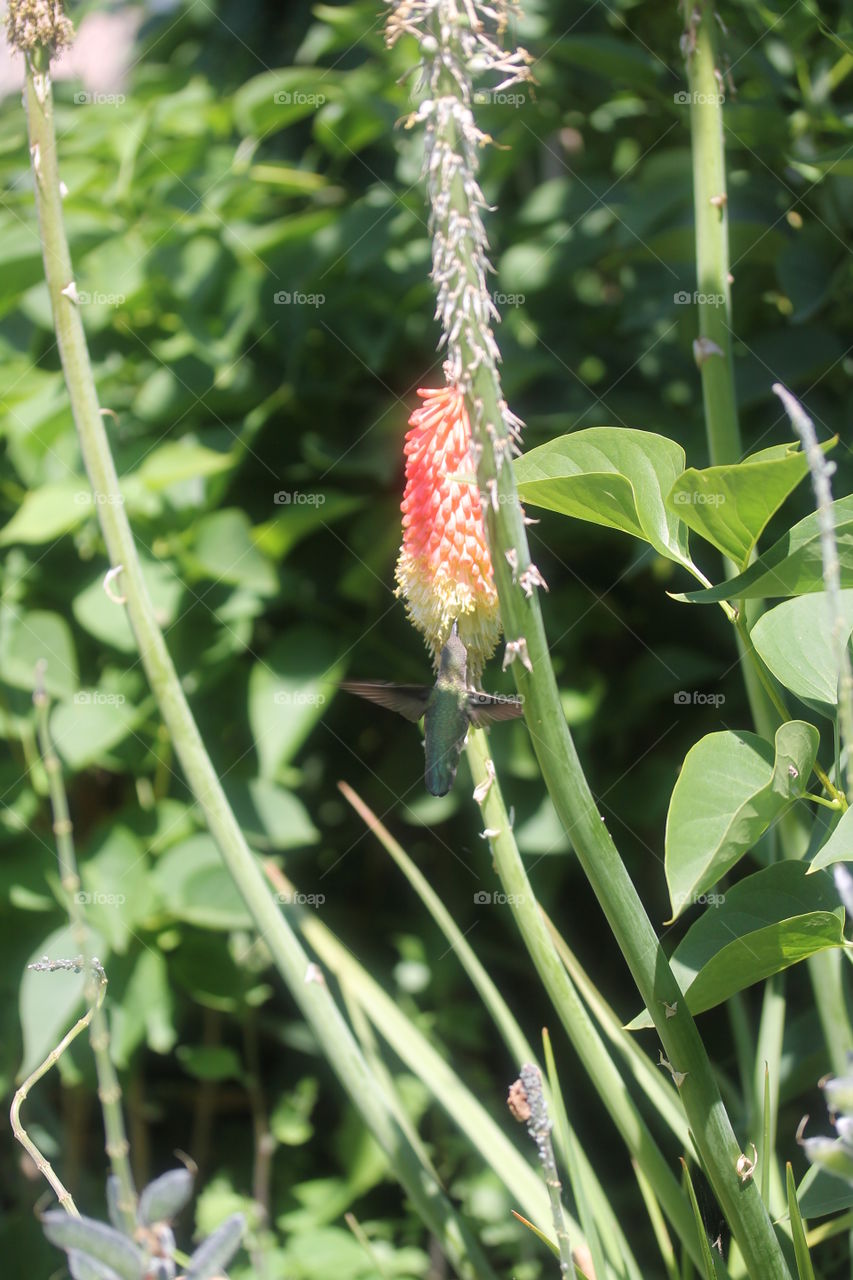 Hummingbird in action