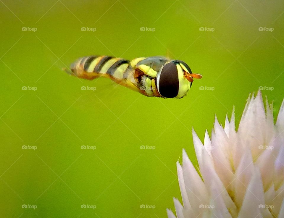 Hoverfly in landing mood on flower