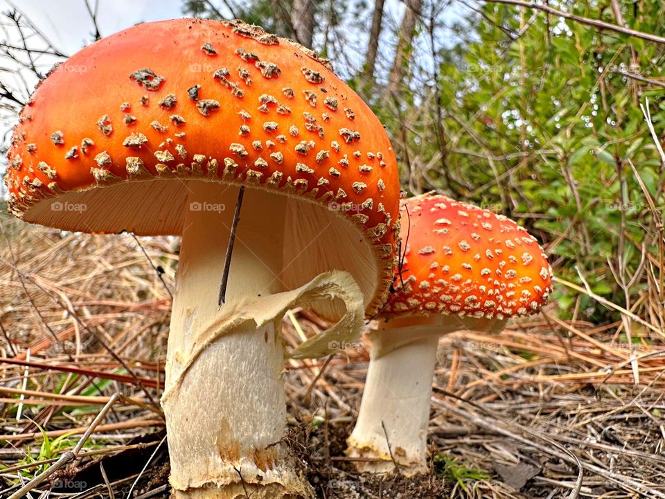 The Colors of Fall - Colorful and beautiful close up of a poisonous mushroom in pine straw