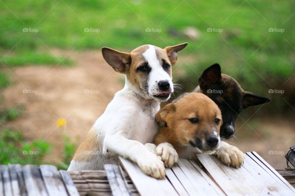 Three puppy are funny in summer.