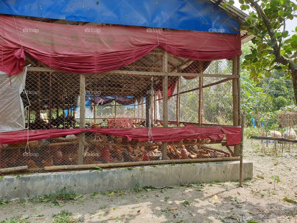 chicken 🐔 farm