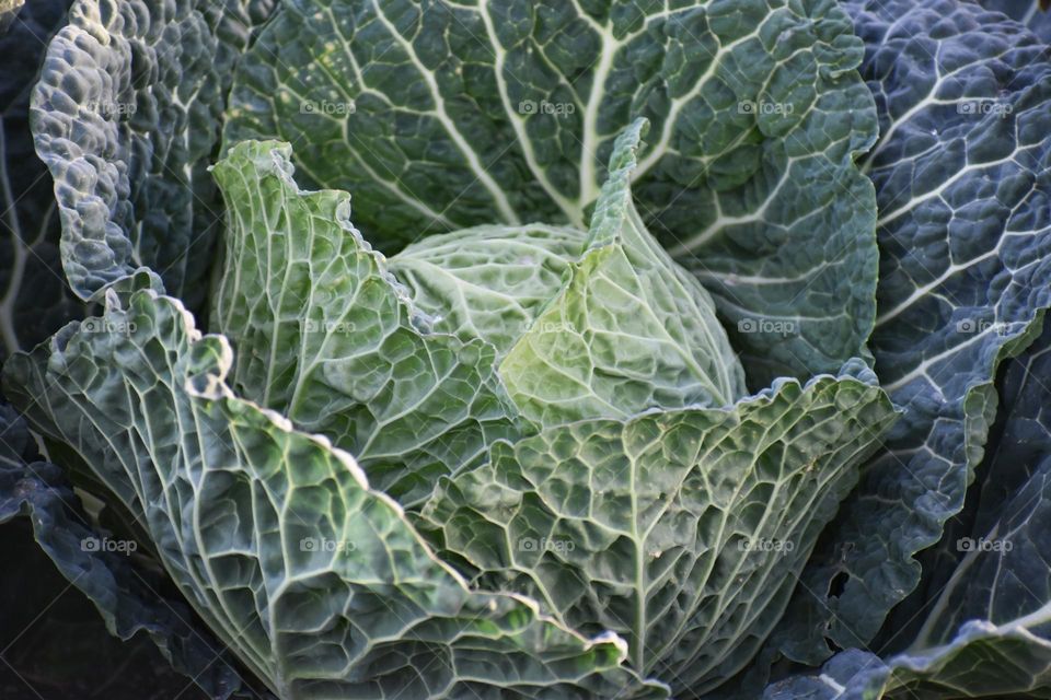 Close up of green vegetable