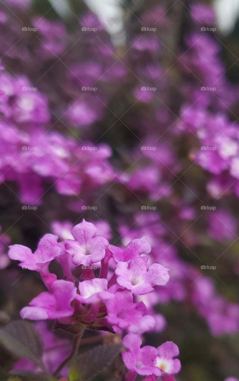 Purple Flowers