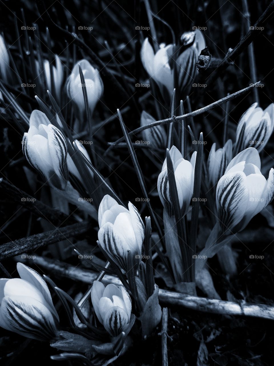 Crocus in shades of white and black