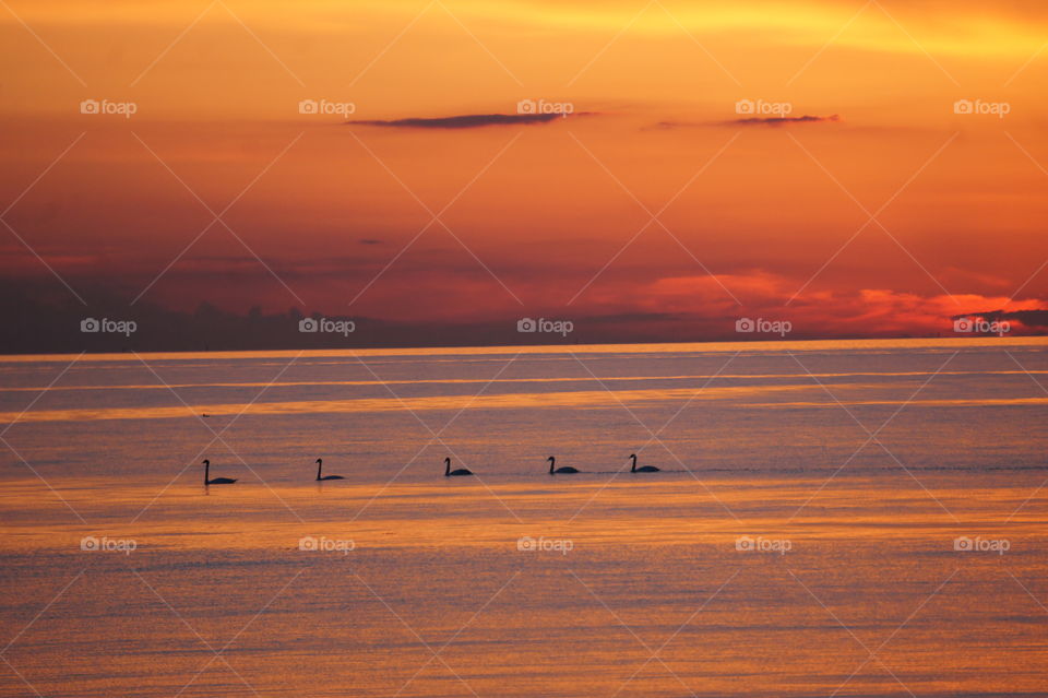 Swans in sunset