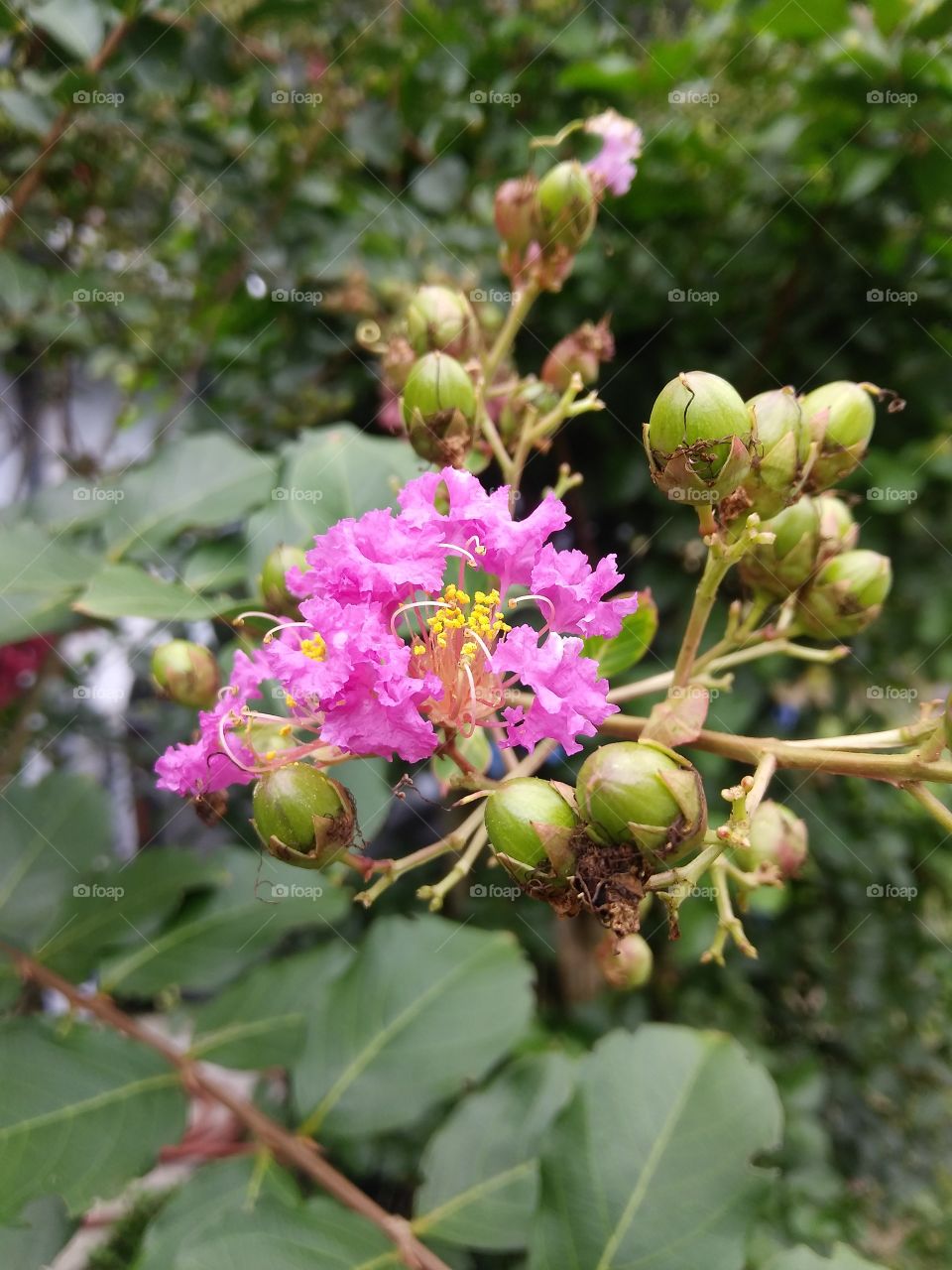 A vibrant pink cluster of flowers beginning to blossom from their tree.