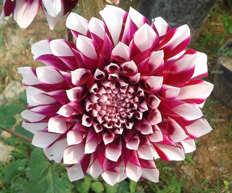 Lovely Dahlia flower which is so colourful and beautiful
