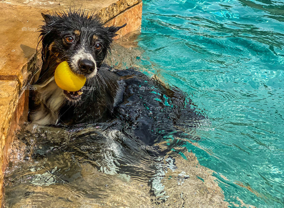Black and white border collie sitting in a swimming pool with a yellow ball in her mouth 