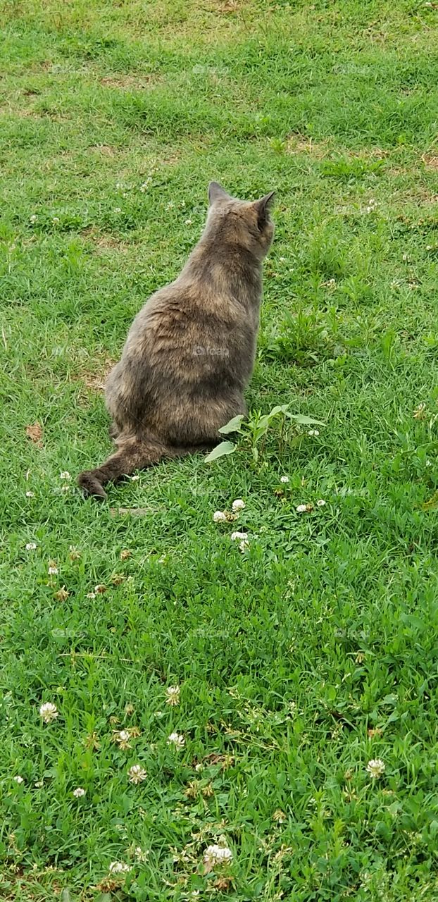 grey cat in a field of grass