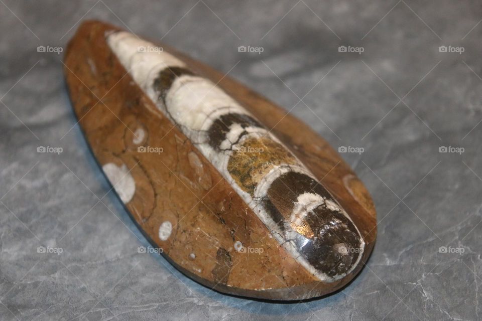 Orthoceras Fossil in Polished Rock