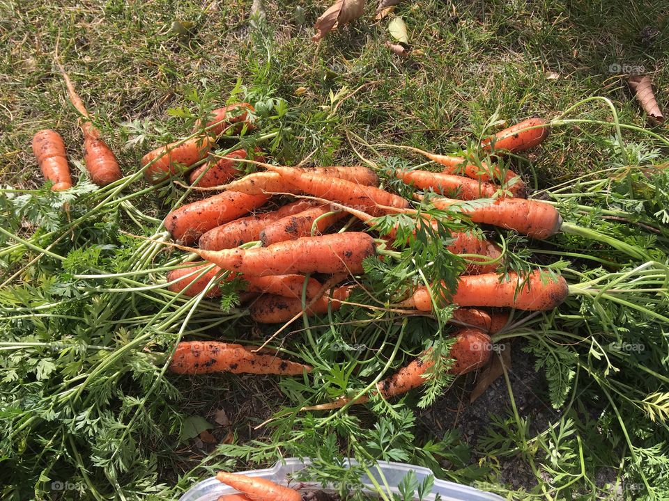 Carrot harvest 