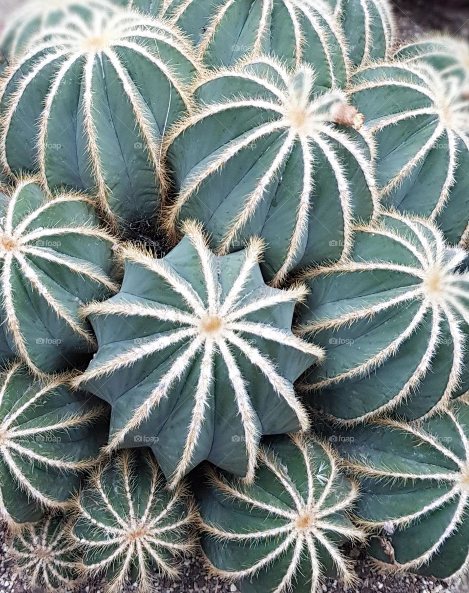 close up succulent plants