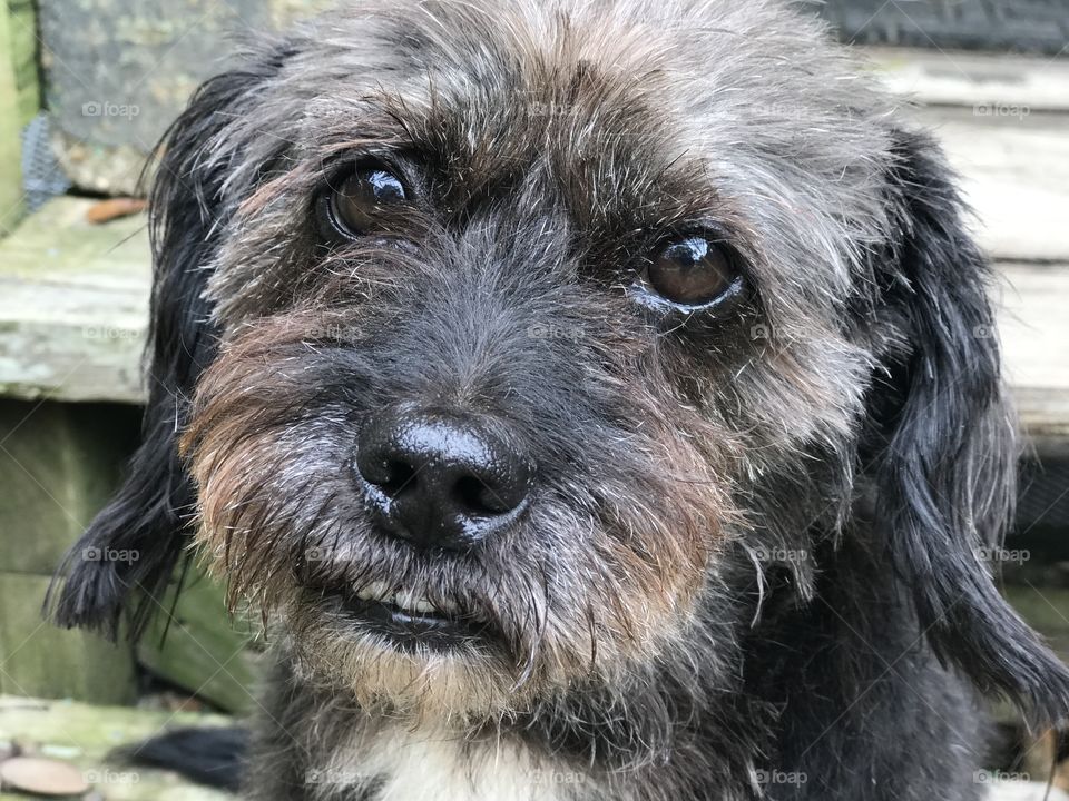 Summer pet hair cut