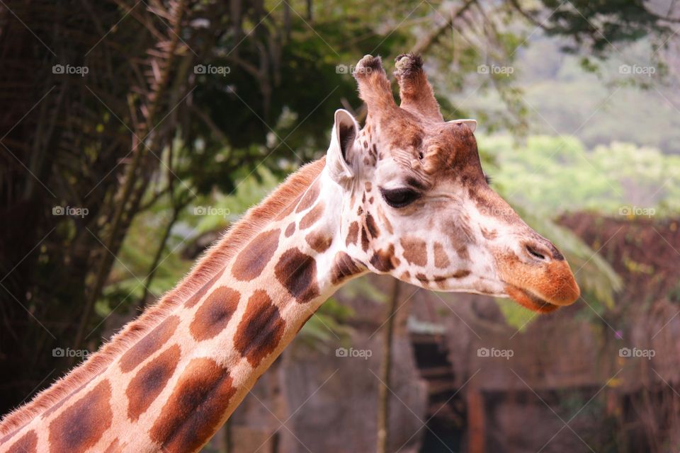 Giraffe 3