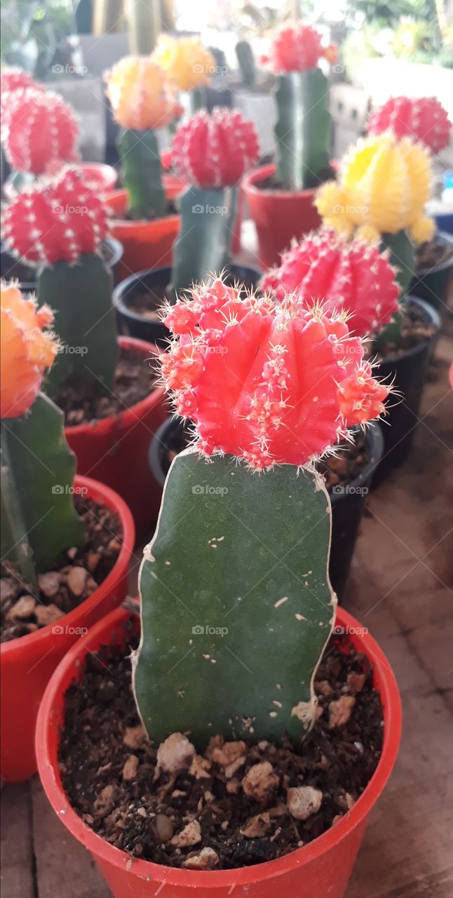 cactus color jardín
