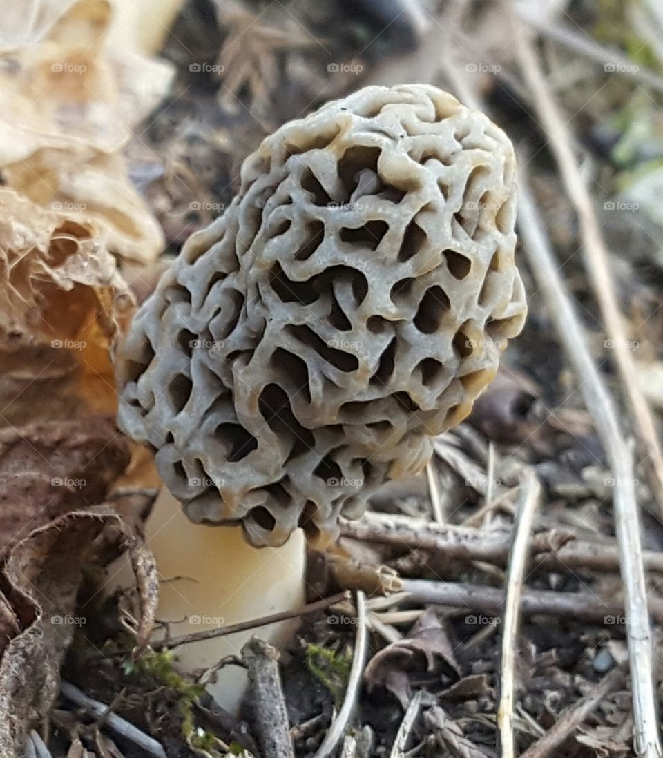 Mushroom, Nature, Food, Fungus, Wood