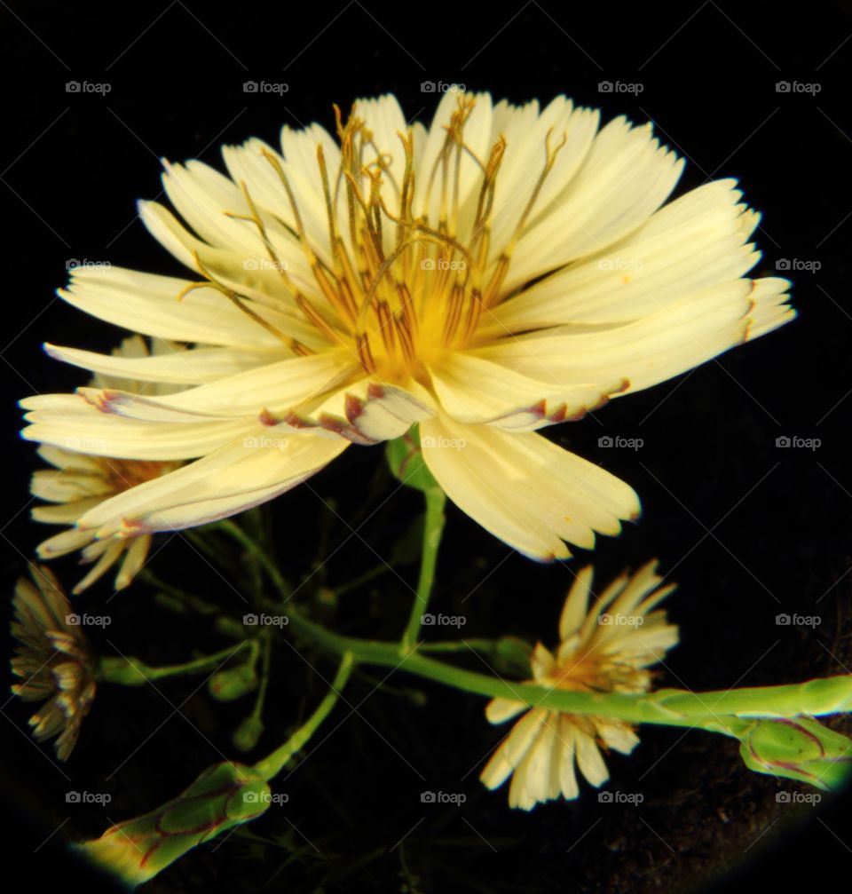 Close-up of blooming yellow flower