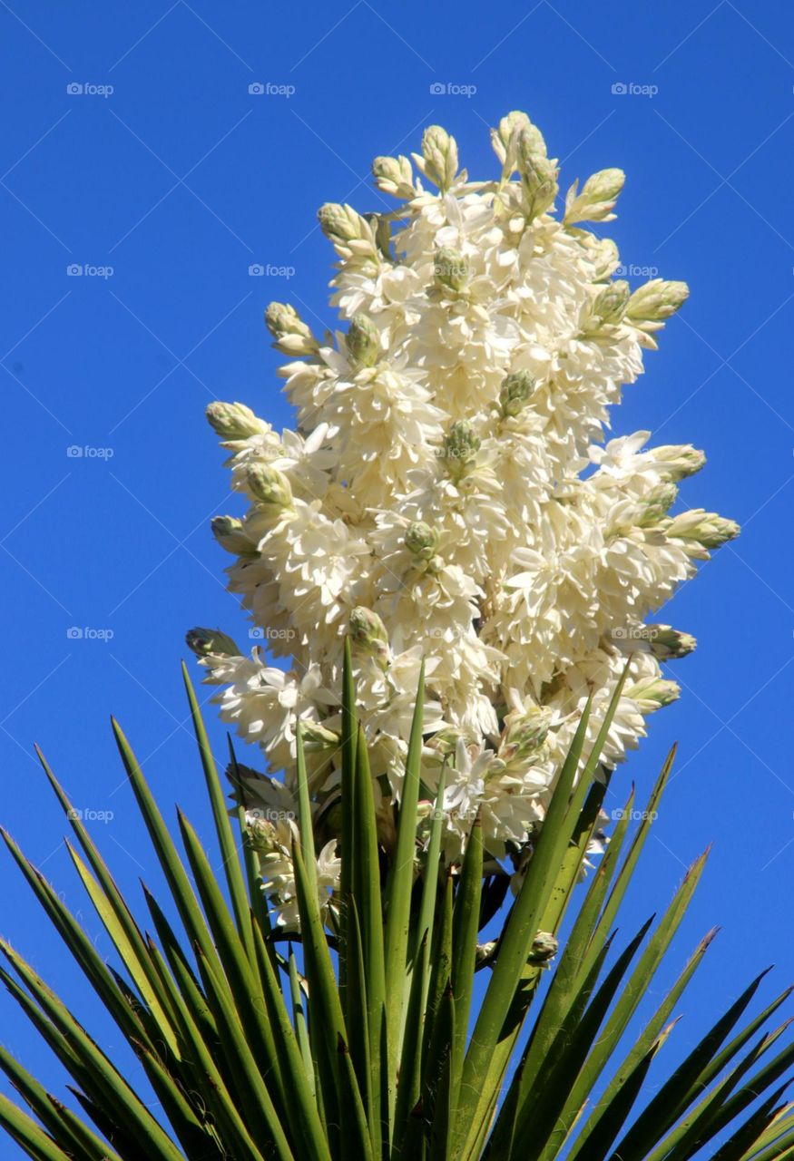 Flowers of the Yucca Plant