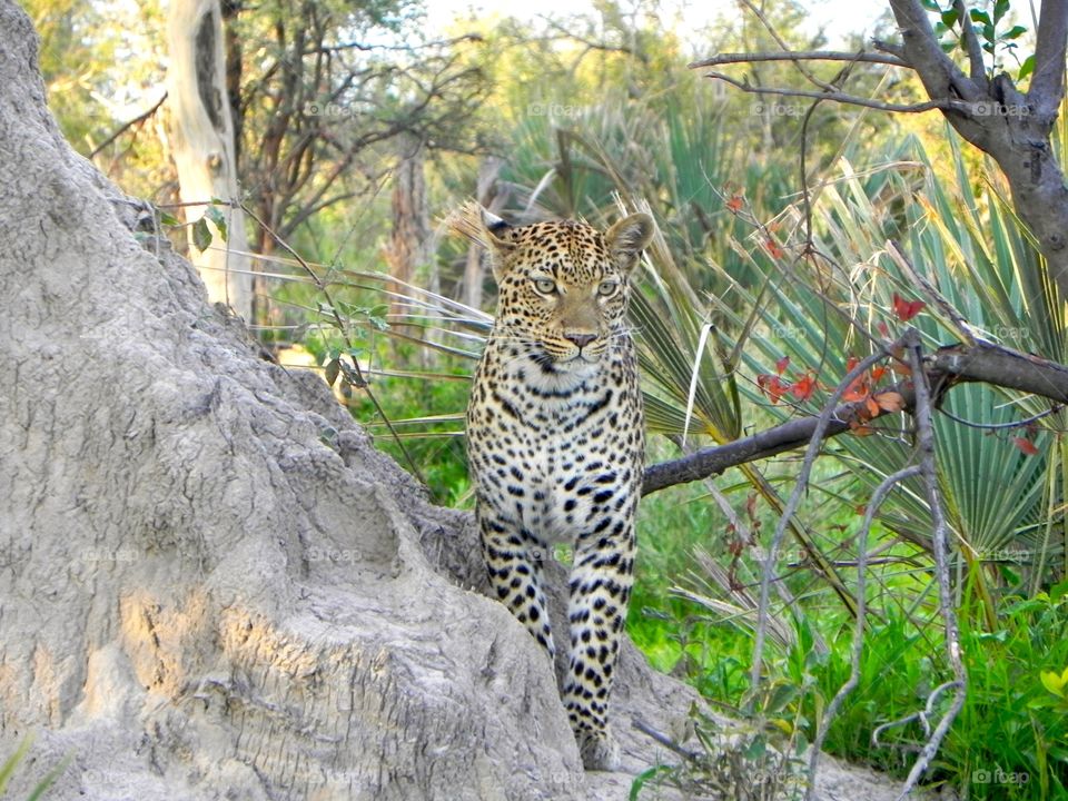 Leopard on the prowl 
