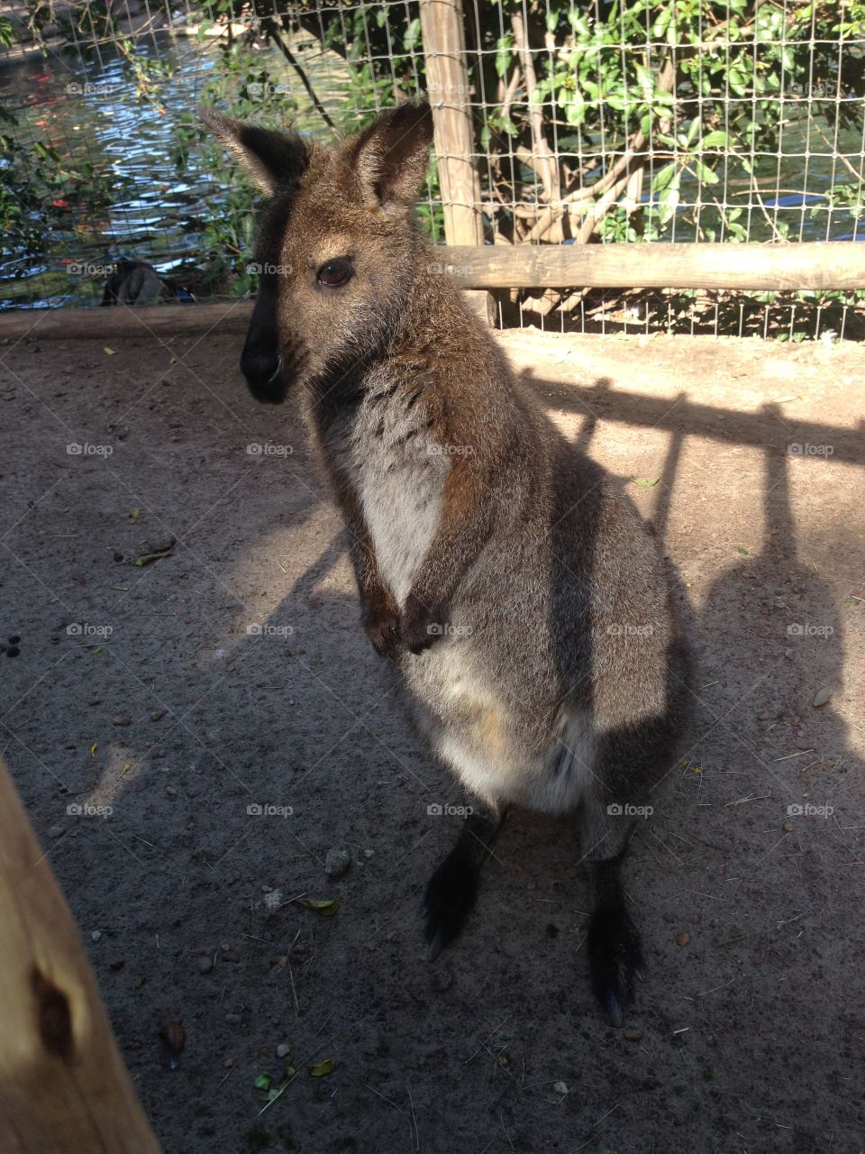 Wallaby 