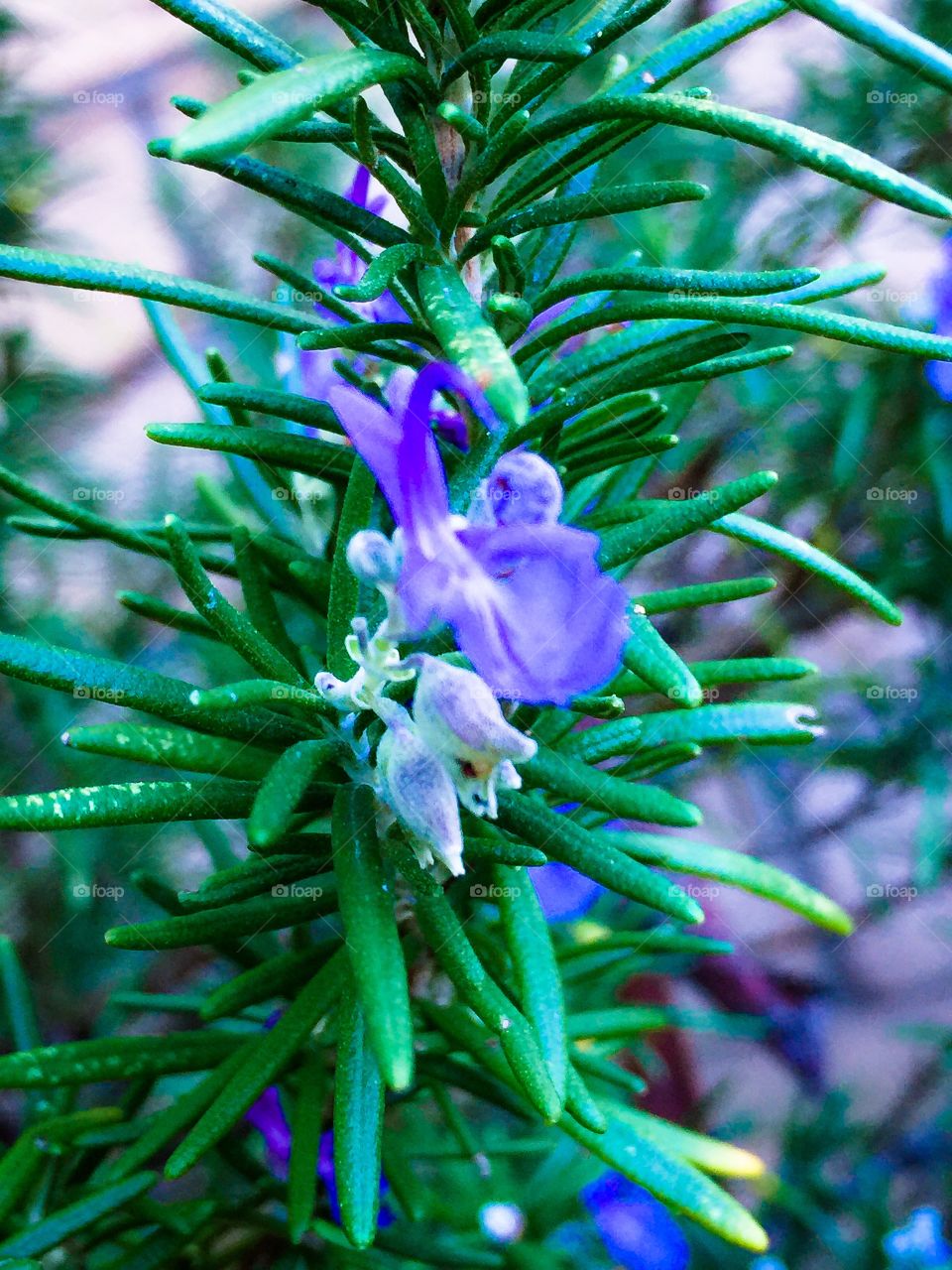 Rosemary bloom 