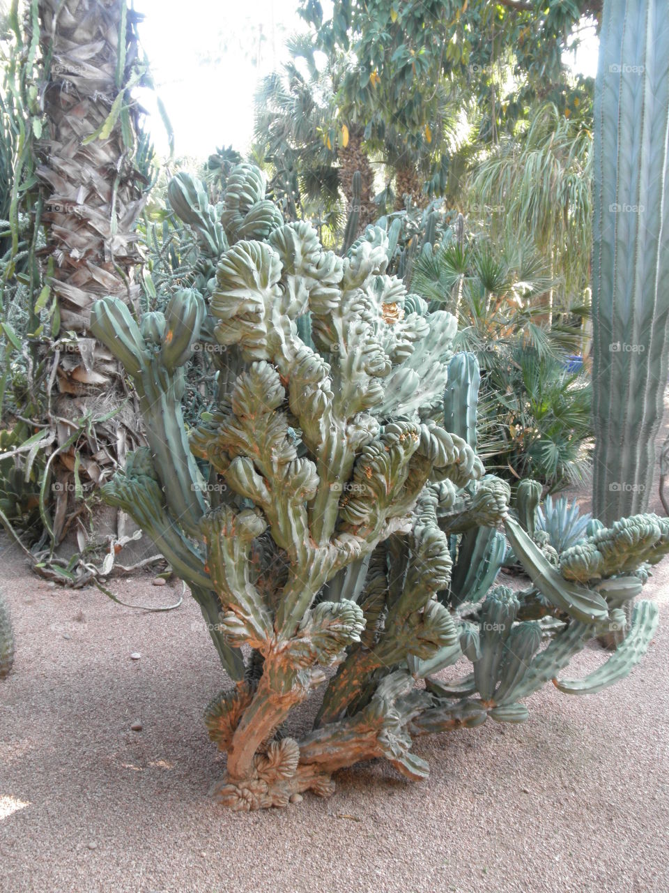 magic cactus