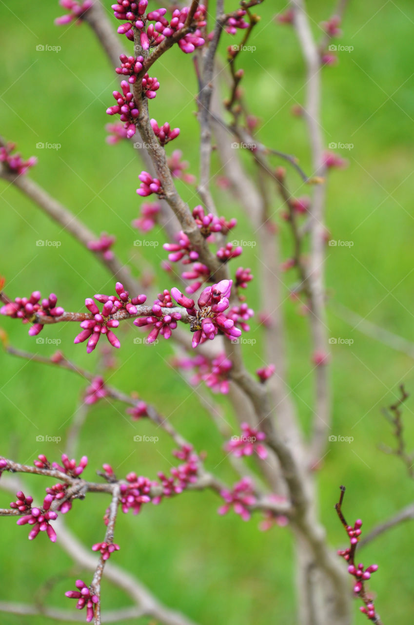 Pink buds growing on branch