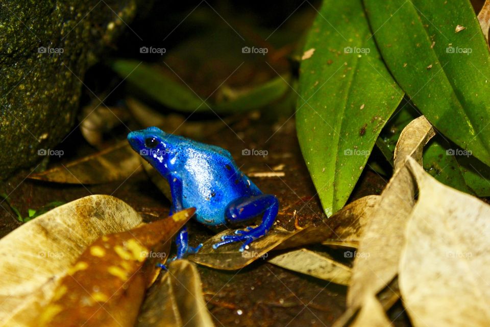 Poisoned blue frog, nature keeps impressing me every breath I take. The shades of blue are impressive