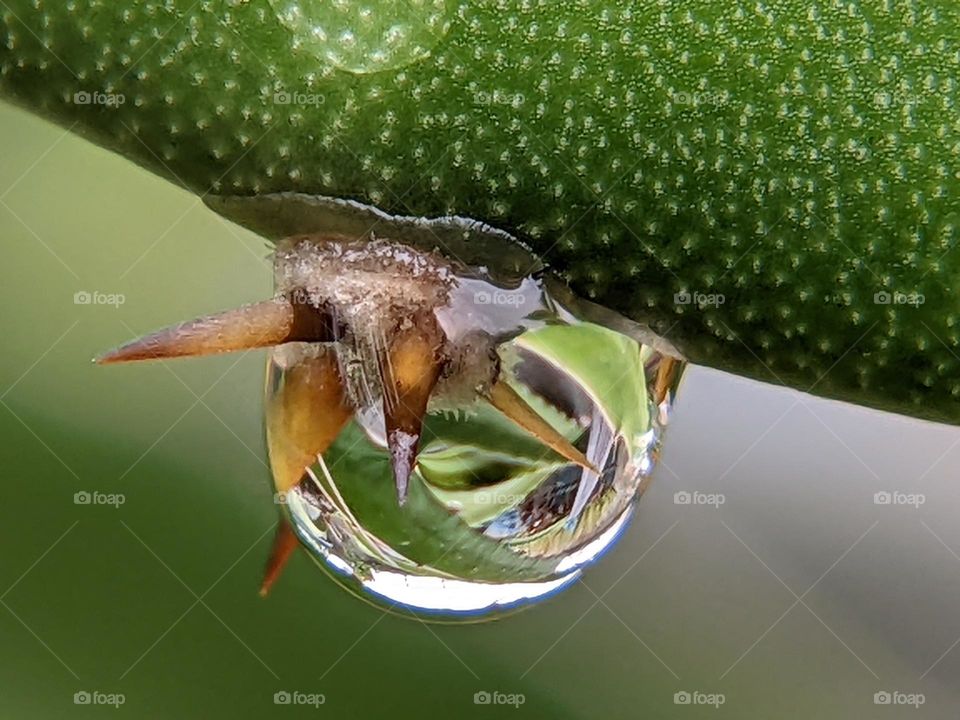 dew on the dragon fruit tree😁