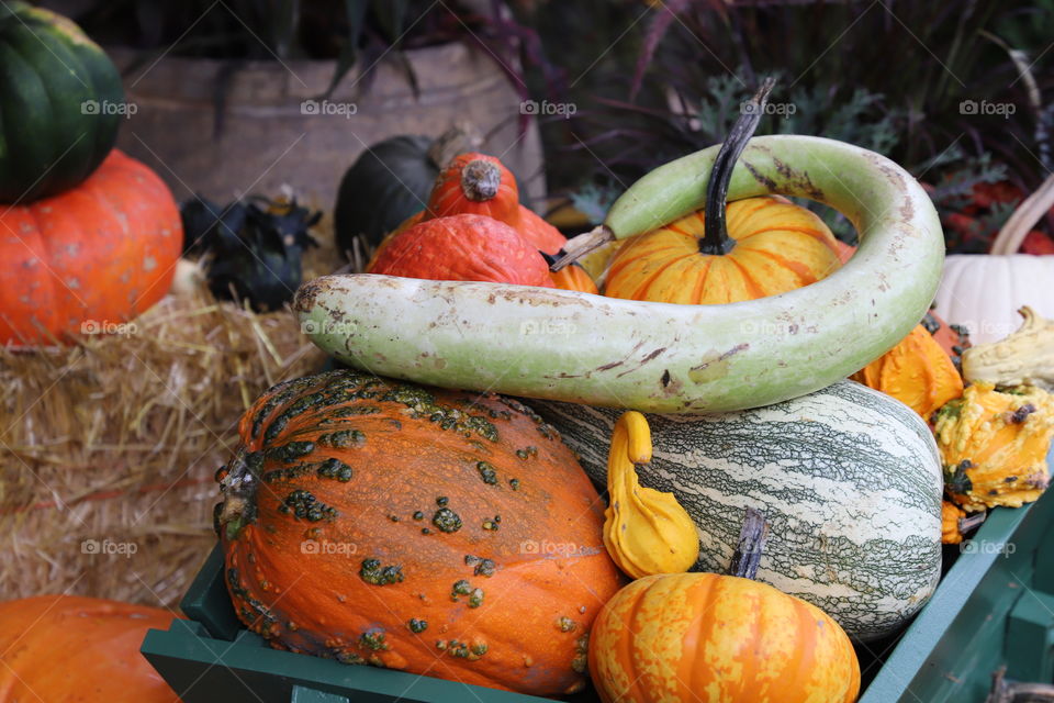 Decorative pumpkins 