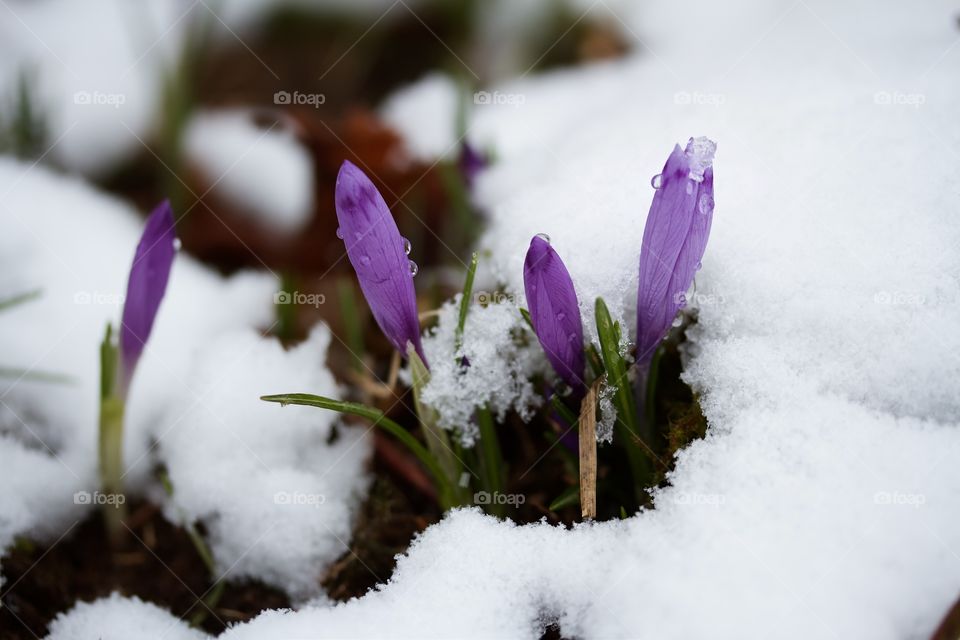 Crocus in the snow 