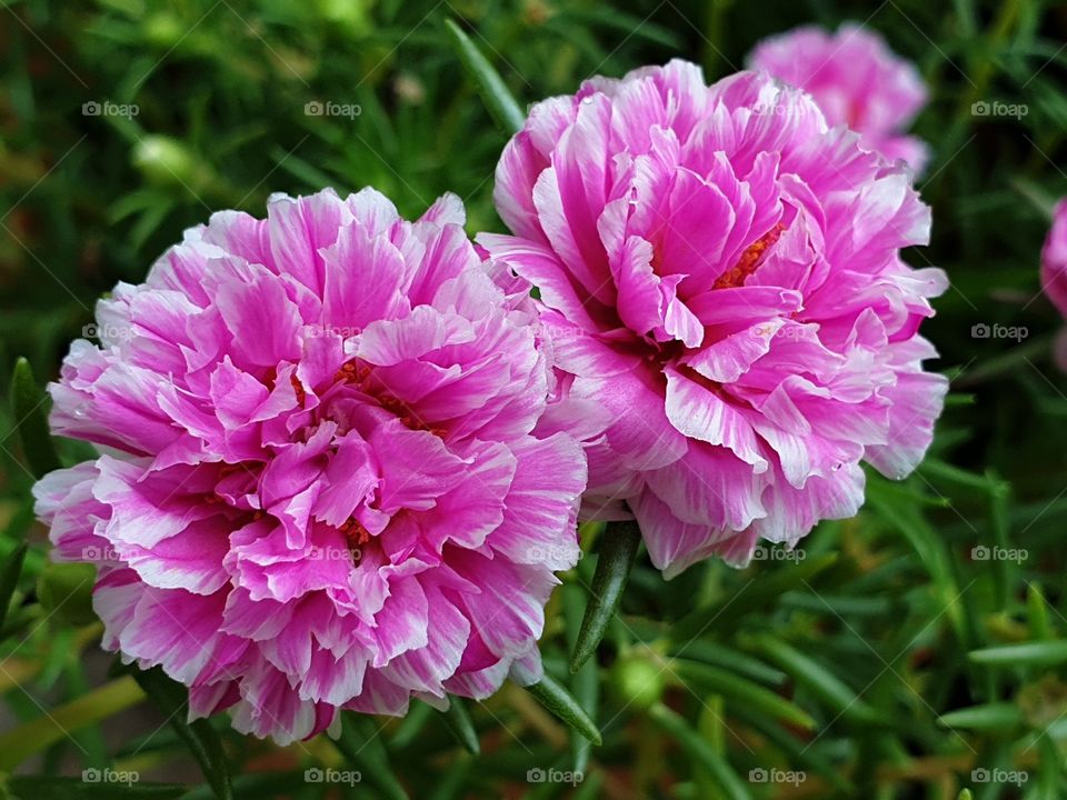  Portulaca Grandiflora or Moss-rose