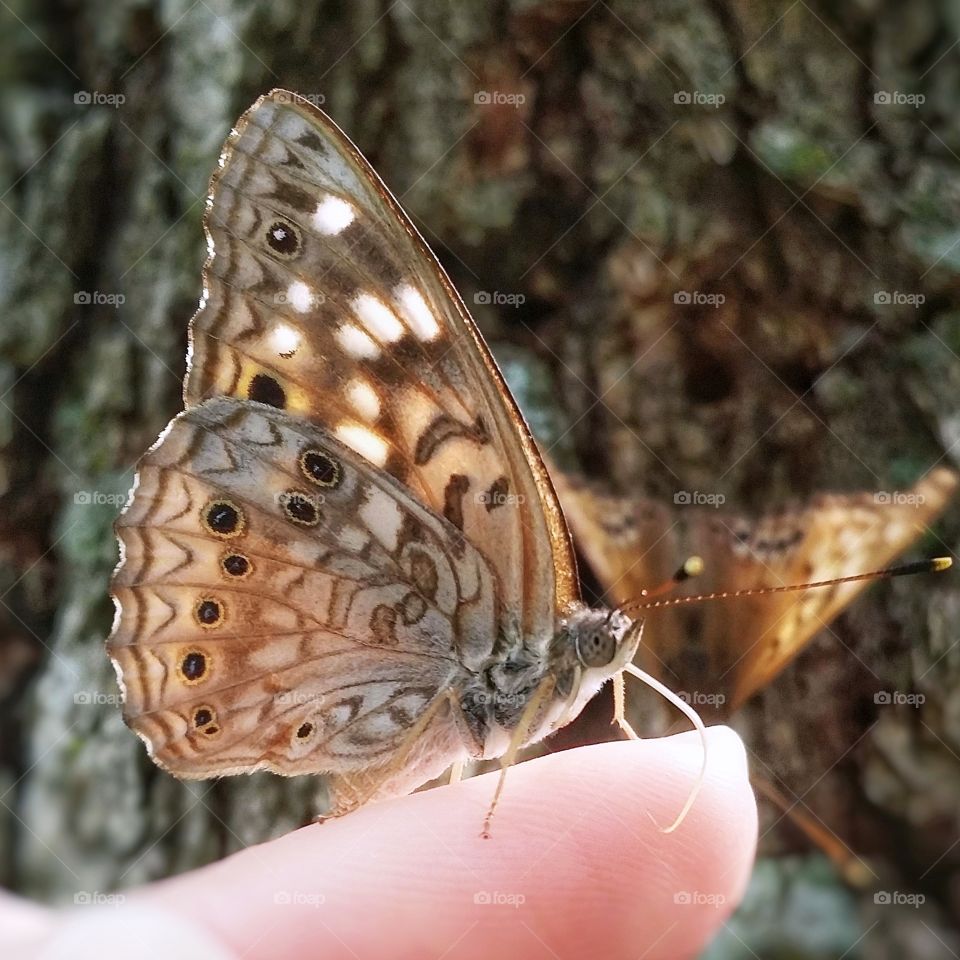 Butterfly on a woman's finger summer memories