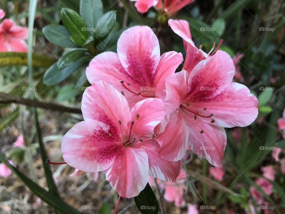 Azaleas in bloom on the bush outside 