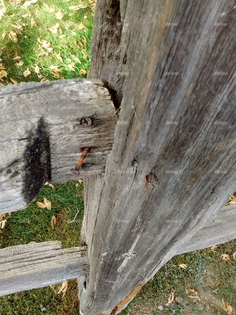 rusty nail in fence