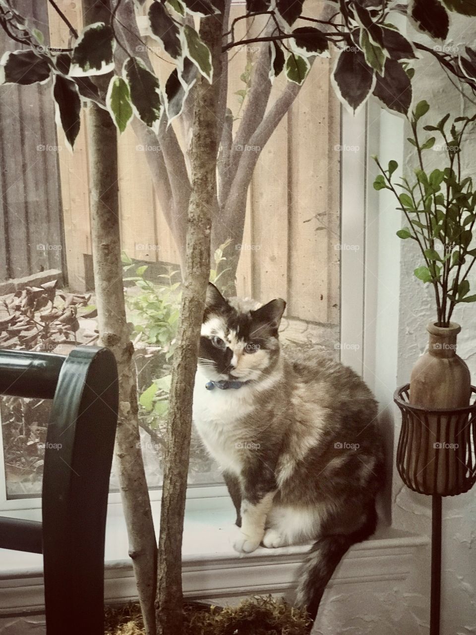 Miss Marcy posing for the camera!