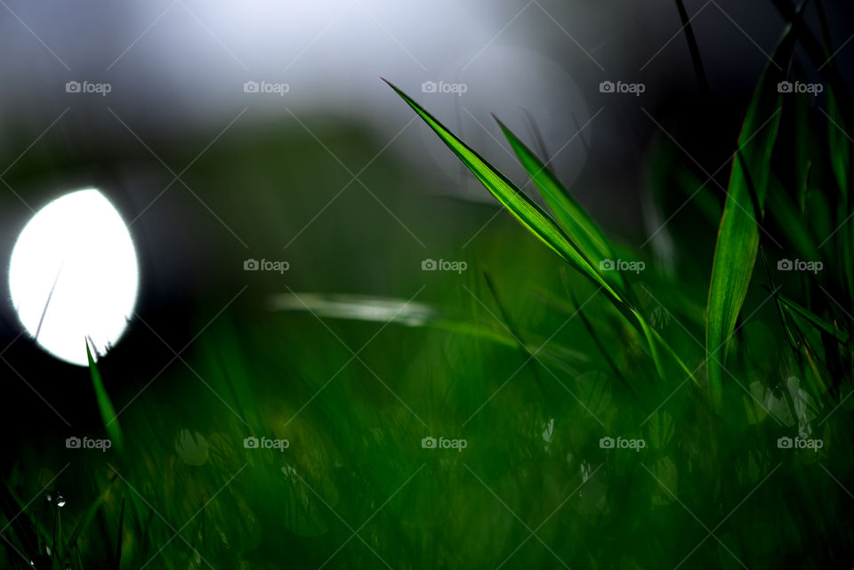 Natural green grass background