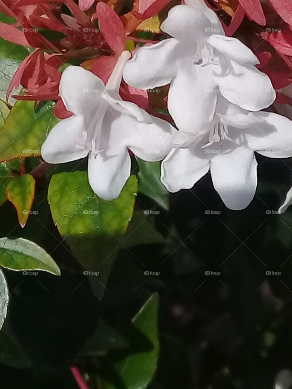 planta de jardín con flores blancas y muy perfumadas contrastando con el verde y rojo del follaje espeso.