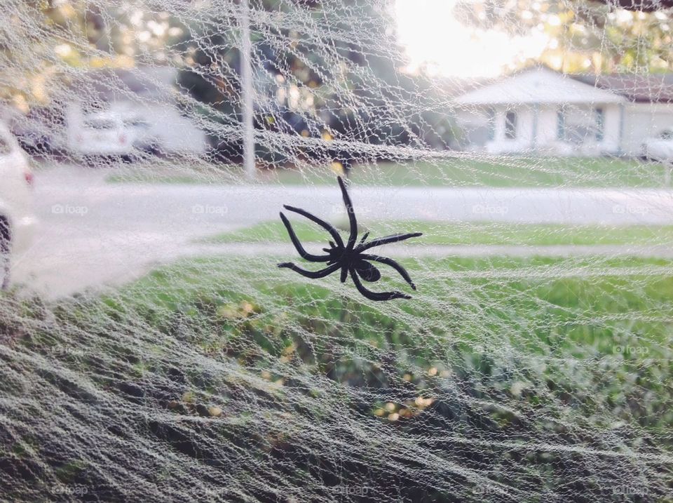 Halloween spider