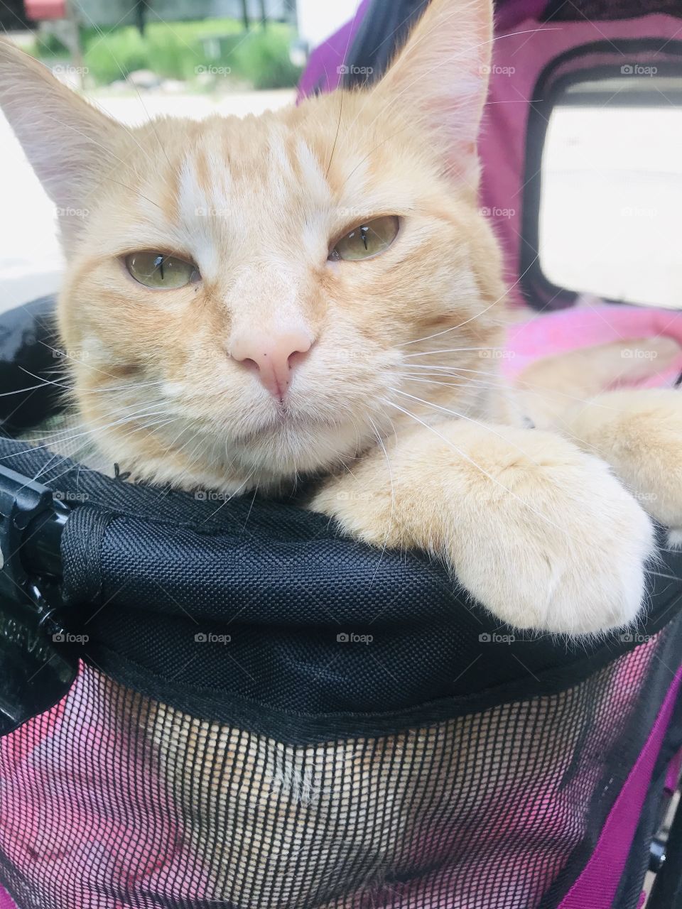 Darling orange tabby cat thoroughly enjoying a beautiful afternoon in his stroller!! 