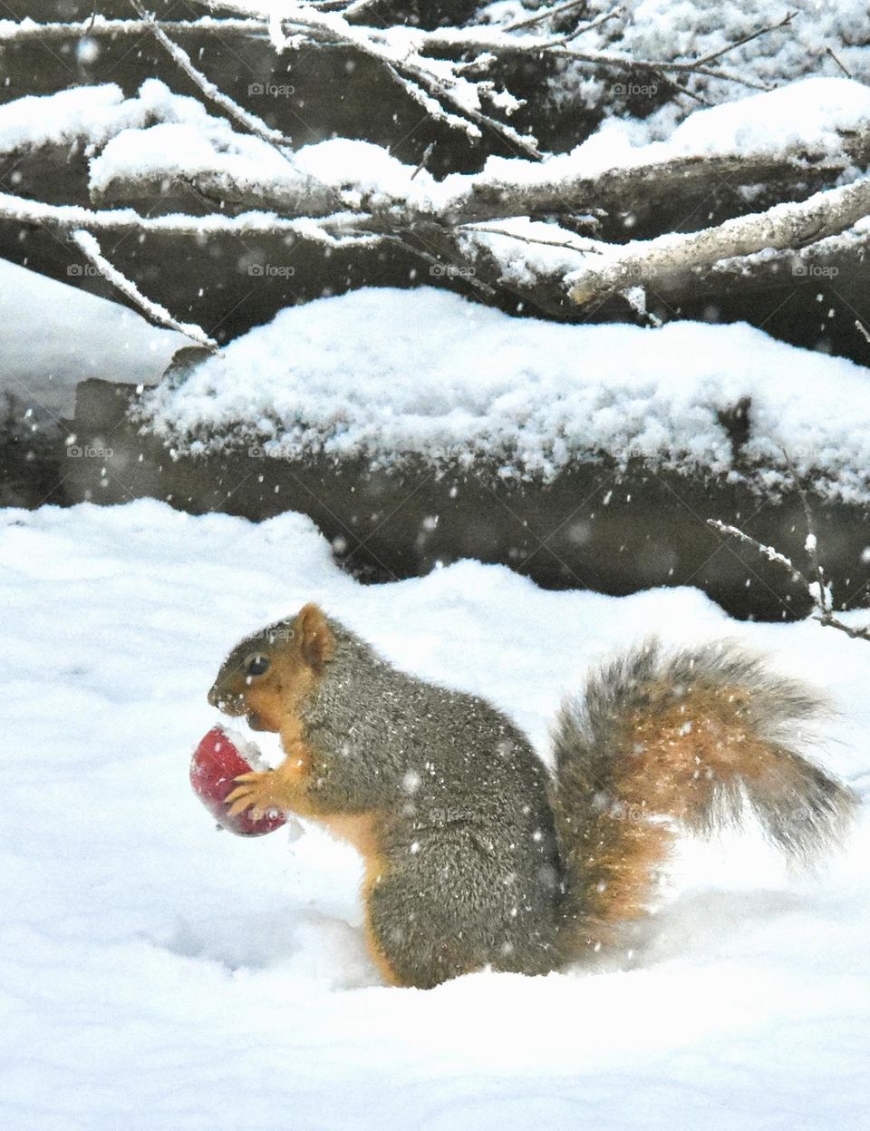 Squirrel holding half an apple in the snow