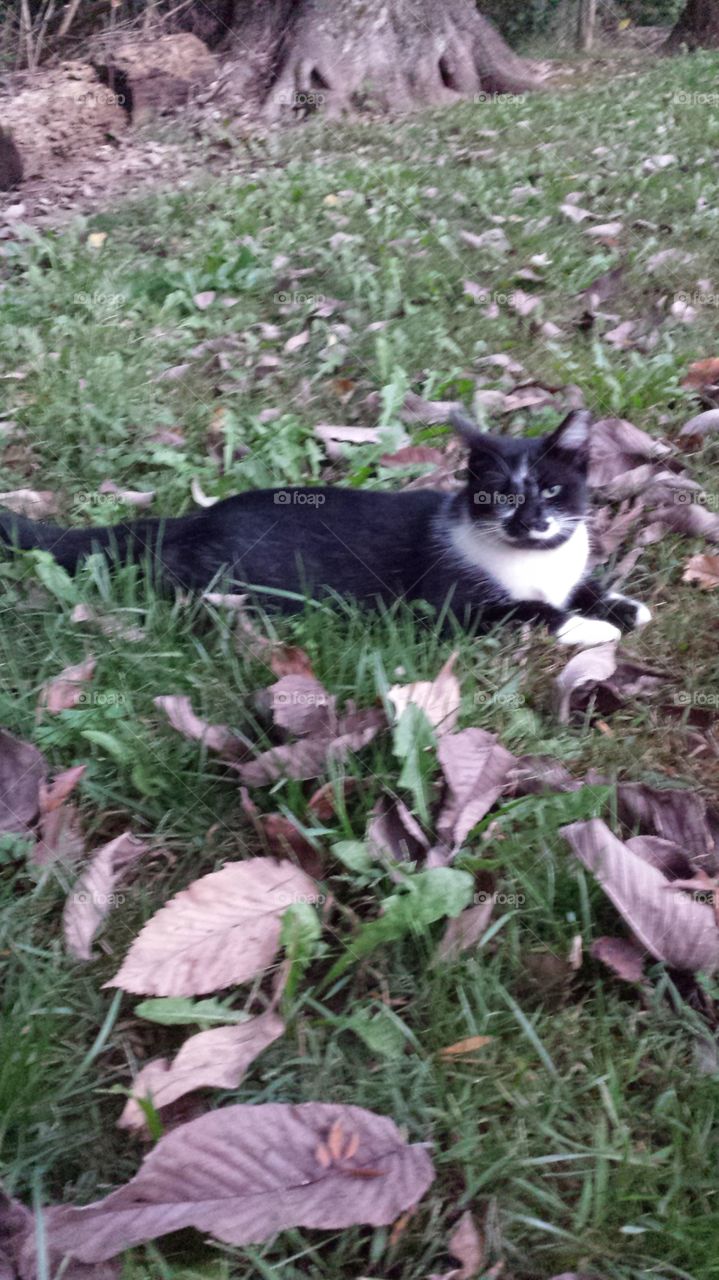 Black and White cat in grass