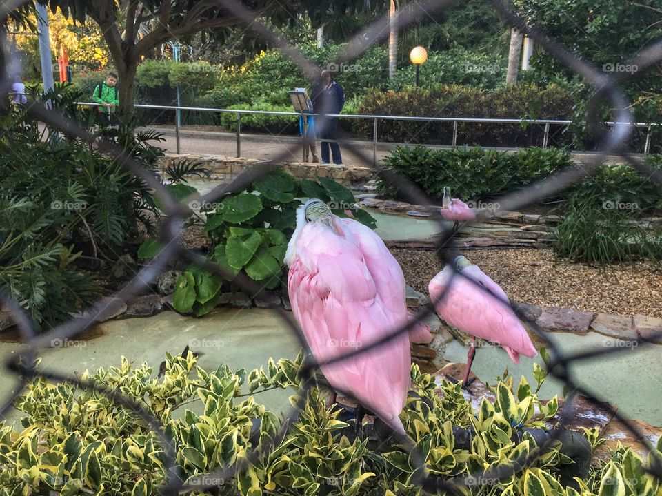 Captured a picture through the fence of a birdie sleeping 