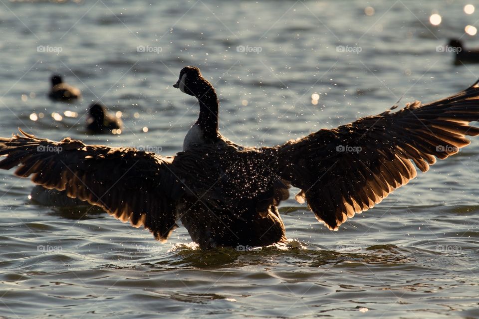 Goose Bathing